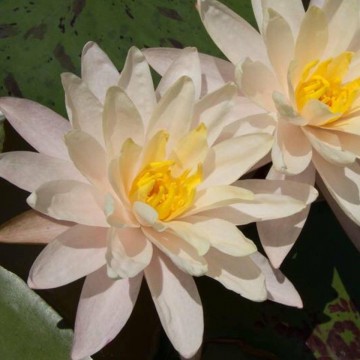 Nymphaea barbara  dobbins nelumbogarden waterlilies 3