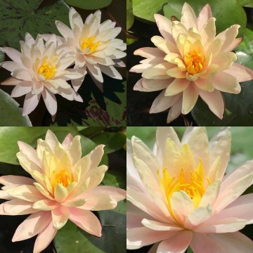 Nymphaea barbara  dobbins nelumbogarden waterlilies 4
