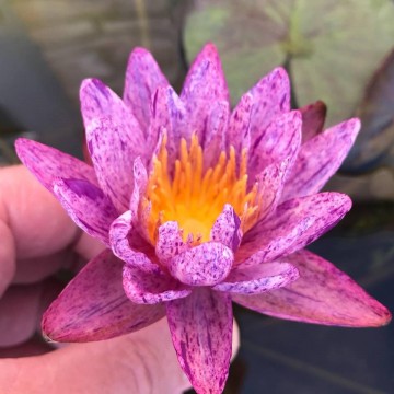 Nymphaea benjarong nelumbogarden waterlilies 6