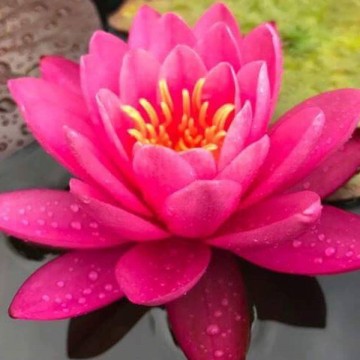 Nymphaea bernice ikins nelumbogarden waterlilies 1