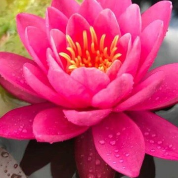 Nymphaea bernice ikins nelumbogarden waterlilies 4
