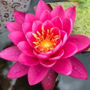 Nymphaea bernice ikins nelumbogarden waterlilies 5