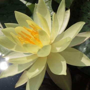 Nymphaea betsy sakata nelumbo garden waterlelies 3