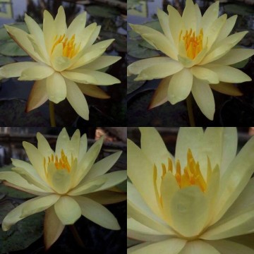 Nymphaea betsy sakata nelumbo garden waterlelies 4