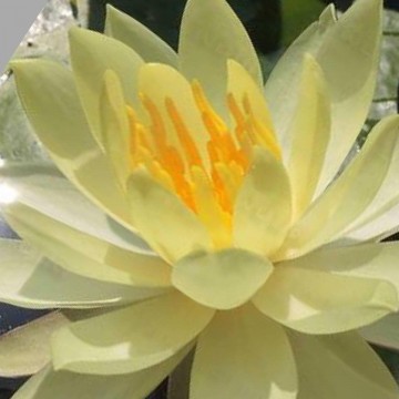 Nymphaea betsy sakata nelumbo garden waterlelies 5