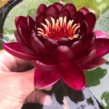 Nymphaea black princess nelumbogarden waterlilies 1