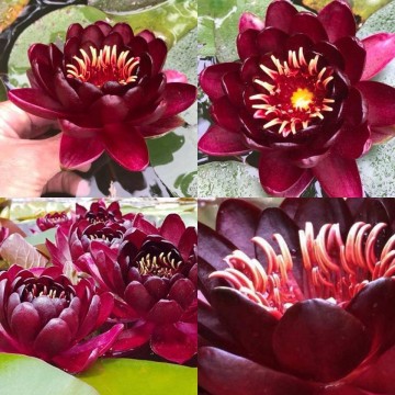 Nymphaea black princess nelumbogarden waterlilies 11