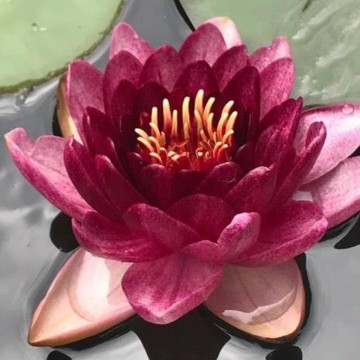 Nymphaea black princess nelumbogarden waterlilies 3