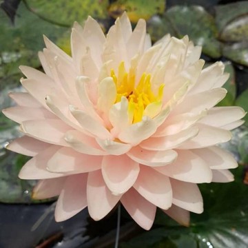Nymphaea blushing bride nelumbogarden waterlilies 2