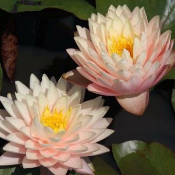 Nymphaea blushing bride nelumbogarden waterlilies 3