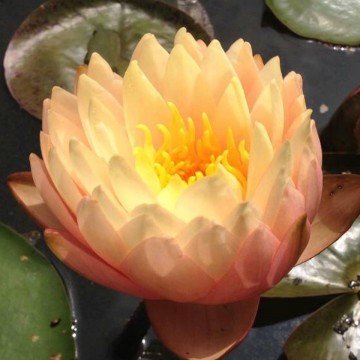 Nymphaea blushing bride nelumbogarden waterlilies 5