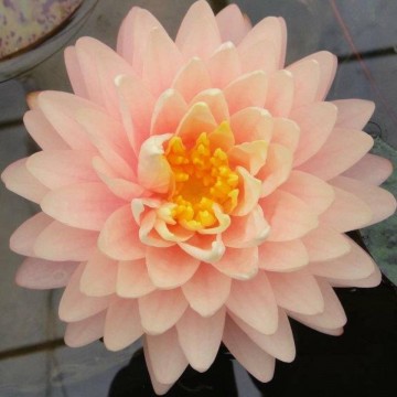 Nymphaea blushing bride nelumbogarden waterlilies 6