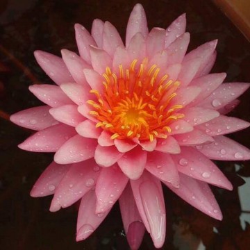 Nymphaea bua rapee matthijs hazeleger water lilies nelumbogarden waterlilies 1.jpg