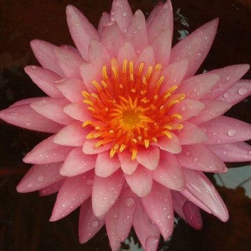 Nymphaea bua rapee matthijs hazeleger water lilies nelumbogarden waterlilies 5.jpg