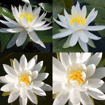 Nymphaea caroliniana nivea nelumbogarden waterlilies 2