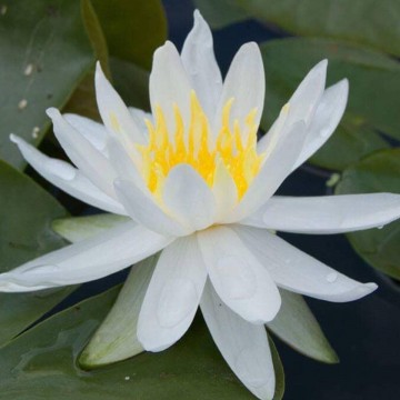 Nymphaea caroliniana nivea nelumbogarden waterlilies 3