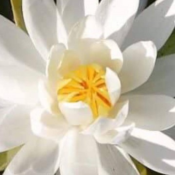 Nymphaea caroliniana nivea nelumbogarden waterlilies 4