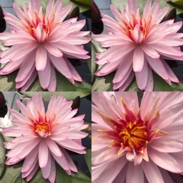 Nymphaea chatrat nelumbogarden waterlilies 12