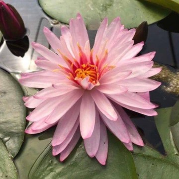Nymphaea chatrat nelumbogarden waterlilies 2