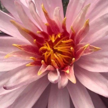 Nymphaea chatrat nelumbogarden waterlilies 3