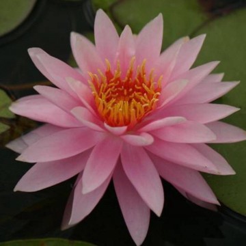 Nymphaea chompoo nix nelumbogarden matthis hazeleger water lilies 1 0.jpg
