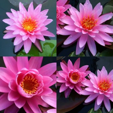 Nymphaea chompoo nix nelumbogarden matthis hazeleger water lilies 2 0.jpg