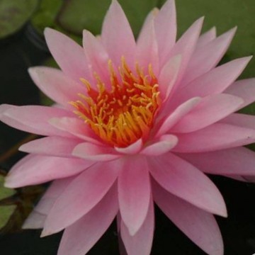 Nymphaea chompoo nix nelumbogarden matthis hazeleger water lilies 4 0.jpg
