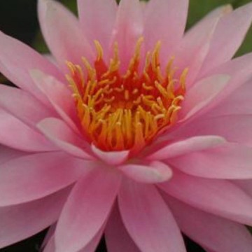 Nymphaea chompoo nix nelumbogarden matthis hazeleger water lilies 5 0.jpg