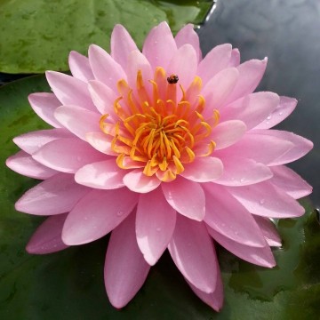 Nymphaea chompoo pairat nelumbo garden water lilies matthijs hazeleger waterlilies 1.jpg