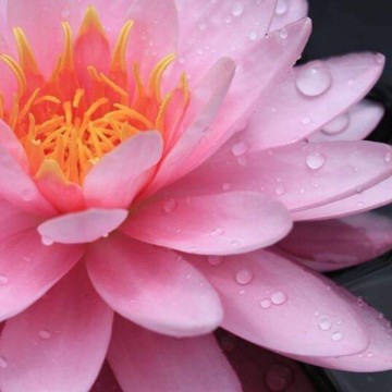 Nymphaea chompoo pairat nelumbo garden water lilies matthijs hazeleger waterlilies 2.jpg