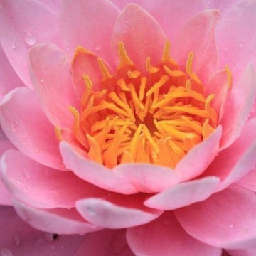 Nymphaea chompoo pairat nelumbo garden water lilies matthijs hazeleger waterlilies 3.jpg