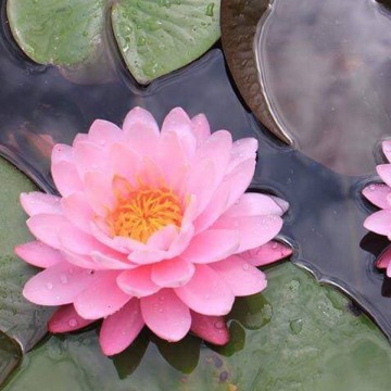 Nymphaea chompoo pairat nelumbo garden water lilies matthijs hazeleger waterlilies 5.jpg