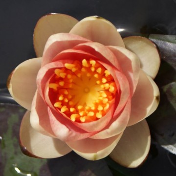Nymphaea chrysantha matthijs hazeleger nelumbo garden waterlelies 2