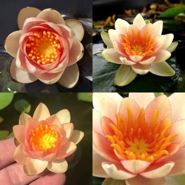 Nymphaea chrysantha matthijs hazeleger nelumbo garden waterlelies 3