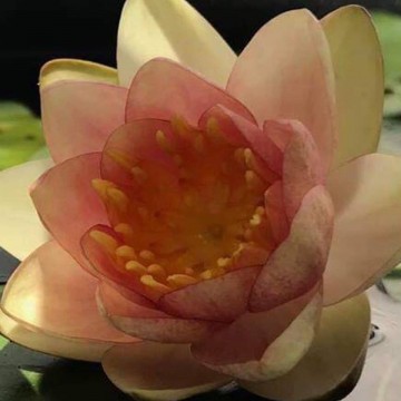 Nymphaea chrysantha matthijs hazeleger nelumbo garden waterlelies 5