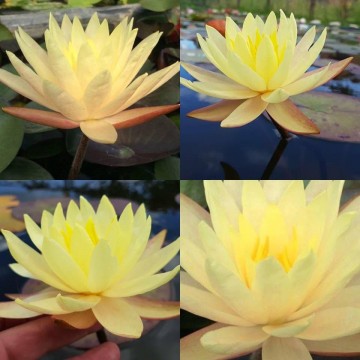 Nymphaea cliff tiffany nelumbogarden waterlilies 3