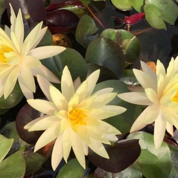 Nymphaea cliff tiffany nelumbogarden waterlilies 5