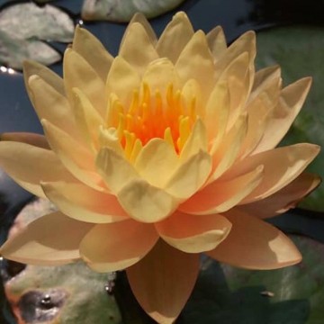 Nymphaea clyde ikins nelumbogarden waterlilies 3