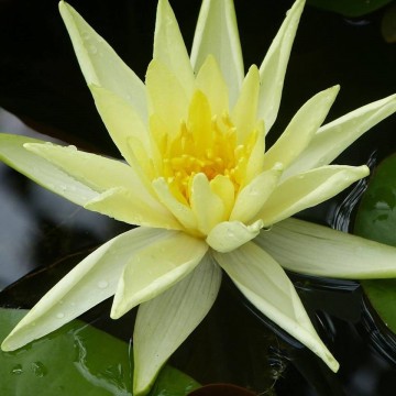 Nymphaea colonel a j welch nelumbogarden waterlilies 1