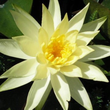 Nymphaea colonel a j welch nelumbogarden waterlilies 3