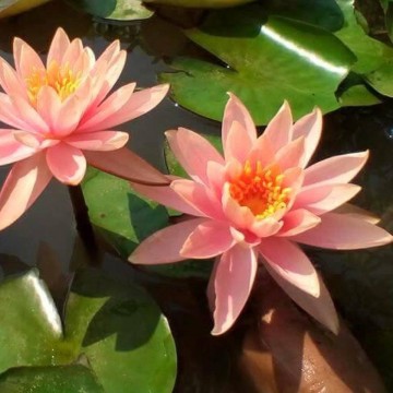 Nymphaea colorado nelumbogarden waterlilies 3