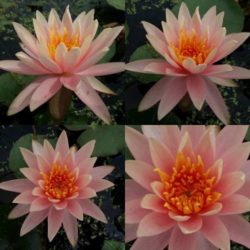 Nymphaea colorado nelumbogarden waterlilies 6