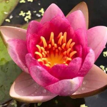 Nymphaea conqueror nelumbogarden waterlilies 3