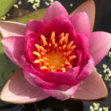 Nymphaea conqueror nelumbogarden waterlilies 5