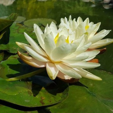 Nymphaea denver nelumbogarden waterlilies  1