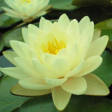 Nymphaea denver nelumbogarden waterlilies  3