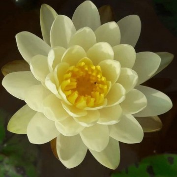Nymphaea denver nelumbogarden waterlilies  4