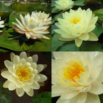Nymphaea denver nelumbogarden waterlilies  5