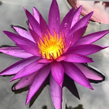 Nymphaea detective erika nelumbogarden waterlilies 1