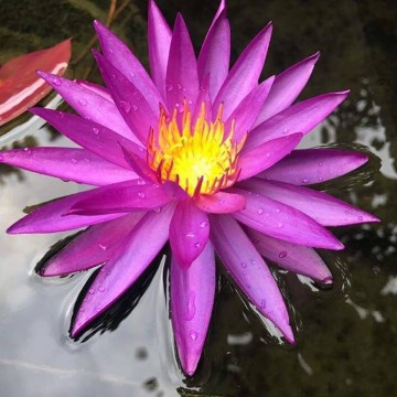Nymphaea detective erika nelumbogarden waterlilies 3